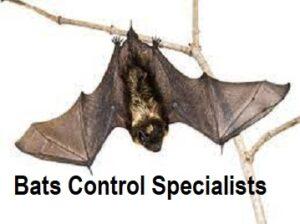 bats control near me, bats fumigation near me, bats fumigation, bat control services near me, bat control services near Nairobi, bat removal services near me, professional bat removal near me, bat control specialists, bat control specialists near me, Bats Control Specialist Kenya