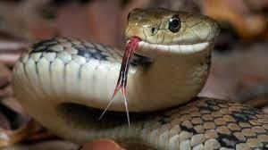 snake removal services near me, snake removal near me, snake control services near me, pest control snake removal, snake control company near me, snake removal near me cost, snake control services near me, pest control snake removal near me, snake control companies near me, snake pest control near me, snake pest control services near me, snake catcher near me, snake catcher near me phone number, professional snake catcher near me, snake removal service near me, snake removal services near me, best snake removal service near me, snake removal service cost, snake removal services, snake removal service near me, snake removal services cost, snake removal service cost, snake control services, snake removal company near me, best snake removal service near me