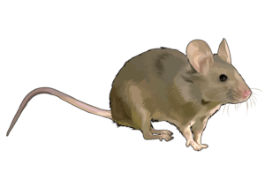 Rodent Control Solutions, Rat Control, Mice Control, Rodent Extermination, Mouse Traps, Rat Poison, Rodent Repellents, Rodent Baits, Ultrasonic Rodent Repellent, Electronic Mouse Trap, Rodent Control Kenya, Rat Control Kenya, Mouse Control Kenya, Rodent Extermination Kenya, Rat Extermination Kenya, Mouse Extermination Kenya, Rodent Control Solutions Kenya, Rat Control Solutions Kenya, Mouse Control Solutions Kenya, Rodent Removal Kenya, Rat Removal Kenya, Mouse Removal Kenya, Rodent Control Services Kenya, Rat Control Services Kenya, Mouse Control Services Kenya, Rodent Control Companies in Kenya, Rat Control Companies in Kenya, Mouse Control Companies in Kenya, Rodent Control Products Kenya, Rat Control Products Kenya