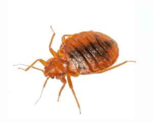 bed bug fumigation services, bed bug fumigation near me, bed bug fumigation services