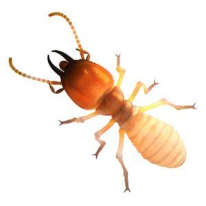 pest control services in Kilimani, fumigation services in Kilimani Nairobi, pest control companies in Kilimani, best pest control in Kilimani, pest control Kilimani Nairobi, pest control services in Kilimani, pest exterminators in Kilimani, Kilimani pest control contacts, bed bugs control in Kilimani, termites control in Kilimani, pest control rates in Kilimani, Kilimani pest control reviews, residential pest control Kilimani, commercial pest control Kilimani, cockroach control in Kilimani, rodent control in Kilimani, Kilimani fumigation services,