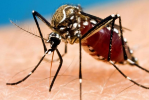 Affordable mosquito control, Mosquito abatement services, Mosquito control for businesses, Mosquito control for yards, Effective mosquito control, Mosquito control near me, mosquito control services, mosquito control services in Kenya, mosquito control services near me, mosquito control, mosquito extermination, mosquito repellent, pest control, mosquito fogging, mosquito spraying, mosquito treatment, mosquito abatement, mosquito prevention,