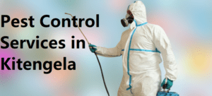 fumigation services in Kitengela, fumigation services kitengela, Fumigation companies in Kitengela, Pest control services in Kitengela, Residential fumigation services, Commercial fumigation solutions, Bed bug eradication in Kitengela, Cockroach extermination services, Ants and termites control in Kitengela, Rat and mice control services, Insecticide fumigation in Kitengela, Professional fumigation services near me,
