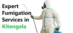 fumigation services in Kitengela, fumigation services kitengela, Fumigation companies in Kitengela, Pest control services in Kitengela, Residential fumigation services, Commercial fumigation solutions, Bed bug eradication in Kitengela, Cockroach extermination services, Ants control Kitengela, termites control in Kitengela, Rat and mice control services in Kitengela, Insecticide fumigation in Kitengela, Professional fumigation services near me Kitengela, pest control Kitengela,