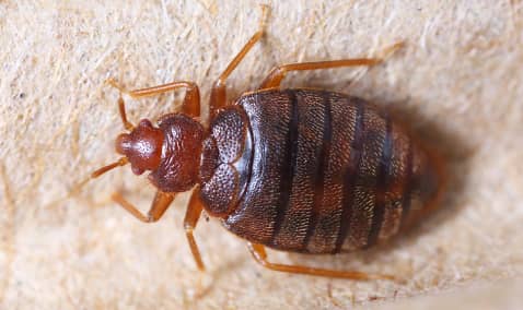 bedbugs control, bed bugs control, bed bugs control, Bedbug, Get Rid of Bedbugs, Bedbugs Control in Kenya, bedbugs control services in Nairobi Kenya, bed bug control, bed bug control near me