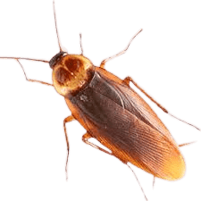 cockroach extermination, cockroach control, cockroaches control in Kenya, cockroach control near me, cockroach control services, cockroach control near me