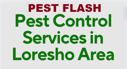 Pest Control Services in Loresho Nairobi, pest control services in Loresho, fumigation services in Loresho, pest control companies in Loresho, best pest control services in Loresho, pest removal services in Loresho, professional pest control in Loresho, affordable pest control services in Loresho, residential pest control in Loresho, commercial pest control in Loresho, emergency pest control in Loresho, rodent control in Loresho, termite control in Loresho, bed bug treatment in Loresho, cockroach control in Loresho, flea and tick treatment in Loresho, mosquito control services in Loresho, integrated pest management in Loresho, eco-friendly pest control in Loresho, local pest control services Loresho, pest inspection services in Loresho, pest extermination in Loresho, pest prevention services in Loresho, pest control services in Loresho contacts, pest control Loresho, fumigation in Loresho, pest control in Loresho, fumigators in Loresho, pest control services in Loresho, Loresho fumigation services, bed bugs control in Loresho, bees control services in Loresho, cockroaches control services in Loresho, fleas control services in Loresho, fumigation company in Loresho, pest control company in Loresho,bats control in Loresho,pest controller in Loresho, pest control thiks, pest control, pest control services, fumigation services, fumigation companies in Loresho, pest control services in Loresho, fumigation services near me, fumigation services prices in Loresho, fumigation services in nairobi Loresho, Loresho pest control services, pest control services in nairobi Loresho, Loresho pest, Loresho fumigation, Loresho pest control, pest, pest control service, jopestkil, expert fumigation services in Loresho, pest control in nairobi Loresho, fumigation and pest control services, bedbugs control services in Loresho, bats control services in Loresho