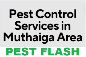 pest control in Muthaiga, pest control services in Muthaiga, pest control services in Muthaiga, fumigation services in Muthaiga, Muthaiga pest control services, pest control services in Muthaiga, pest control services in Muthaiga, pest control services in Muthaiga Kenya, fumigators in Muthaiga, pest control services in Muthaiga Kenya, fumigators in Muthaiga, Muthaiga fumigation services, pest control, fumigation in Muthaiga, Fumigation services in Muthaiga , pest control services, insect extermination services, bed bugs removal services, pest management services, residential fumigation services, commercial fumigation services in Muthaiga, rodent control services in Muthaiga, termite control services in Muthaiga, mosquito control services in Muthaiga, cockroach control services in Muthaiga, pest eradication in Muthaiga, pest treatment services in Muthaiga, home fumigation services near Muthaiga, professional fumigation services in Muthaiga, local fumigation services in Muthaiga, affordable fumigation services in Muthaiga, hygienic fumigation services in Muthaiga, eco-friendly fumigation services in Muthaiga, Muthaiga , fumigators in Muthaiga, fumigation services in Muthaiga contacts, pest control services in Muthaiga, fumigation services in Muthaiga, Muthaiga pest control services, pest control services in Muthaiga,