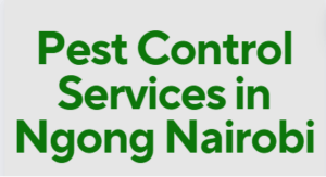 pest control in Ngong, pest control services in Ngong, pest control services in Ngong, fumigation services in Ngong, Ngong pest control services, pest control services in Ngong, pest control services in Ngong, pest control services in Ngong Kenya, fumigators in Ngong, pest control services in Ngong Kenya, fumigators in Ngong, Ngong fumigation services, pest control, fumigation in Ngong, Fumigation services in Ngong , pest control services, insect extermination services, bed bugs removal services, pest management services, residential fumigation services, commercial fumigation services in Ngong, rodent control services in Ngong, termite control services in Ngong, mosquito control services in Ngong, cockroach control services in Ngong, pest eradication in Ngong, pest treatment services in Ngong, home fumigation services near Ngong, professional fumigation services in Ngong, local fumigation services in Ngong, affordable fumigation services in Ngong, hygienic fumigation services in Ngong, eco-friendly fumigation services in Ngong, Ngong , fumigators in Ngong, fumigation services in Ngong contacts, pest control services in Ngong, fumigation services in Ngong, Ngong pest control services, pest control services in Ngong, pest control services in Ngong, pest control services in Ngong Kenya, pest control in Ngong Kenya, fumigators in Ngong, Ngong fumigation services, pest control, fumigation in Ngong, cockroach control in Ngong, bed bugs control in Ngong, snakes control in Ngong, ants control in Ngong, fleas control in Ngong, fumigation services in Ngong, pest control services in Ngong, pest exterminators in Ngong, pest management companies in Ngong, rodent control services in Ngong, termite control services in Ngong, bed bug extermination services in Ngong, insect control services in Ngong, residential pest control services in Ngong, commercial pest control services in Ngong, Ngong pest control companies, professional pest control services in Ngong, eco-friendly pest control services in Ngong, reliable pest control services in Ngong, effective pest control solutions in Ngong, pest inspection services in Ngong, pest prevention services in Ngong, Ngong fumigation companies, professional fumigation services in Ngong, certified fumigation services in Ngong, structural fumigation services in Ngong, Ngong fumigation and pest control services, Pest Control Services in Ngong, Fumigation Services in Ngong, Pest Control Companies in Ngong, Pest Extermination in Ngong, Fumigation Companies in Ngong, Rodent Control in Ngong, Bed Bug Treatment in Ngong, Termite Control in Ngong, Mosquito Control in Ngong, Pest Control Near Me in Ngong, Professional Pest Control Services in Ngong