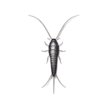 silverfish, silverfish fumigation, silverfish pest control services