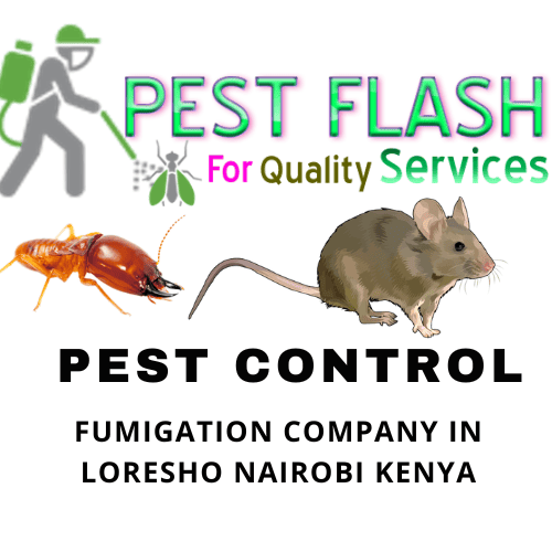 fumigation services in Loresho Nairobi, Fumigation services Loresho, Pest control Loresho Nairobi, Termite control Loresho, Rodent control Loresho Nairobi, Cockroach fumigation Loresho, Bed bug fumigation Loresho Nairobi, Fumigation companies in Loresho, Pest control companies Loresho Nairobi, Loresho Nairobi fumigation, Fumigation near me Loresho, Pest control near me Loresho Nairobi, Best fumigation Loresho, Affordable fumigation Loresho Nairobi, House fumigation Loresho, Residential fumigation Loresho Nairobi, Commercial fumigation Loresho, Office fumigation Loresho Nairobi, Industrial fumigation Loresho, Pre-construction fumigation Loresho Nairobi, Post-construction fumigation Loresho, Termite treatment Loresho, Ant control Loresho Nairobi, Mosquito fumigation Loresho, Snakes control Loresho, Fumigation services Nairobi,