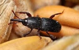 grain fumigation services grain weevil fumigation, grain weevil treatment, grain fumigation, grain fumigation services, grain fumigation services in kenya, grain fumigation methods, best fumigants for grain storage, grain fumigation safety tips, how to fumigate stored grain,
